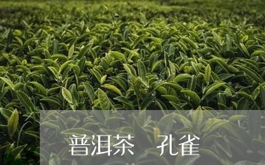 普洱茶 孔雀/2023042866295